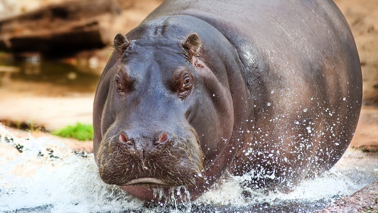 Десетки хипопотами се размножават в езерата и реките на Колумбия