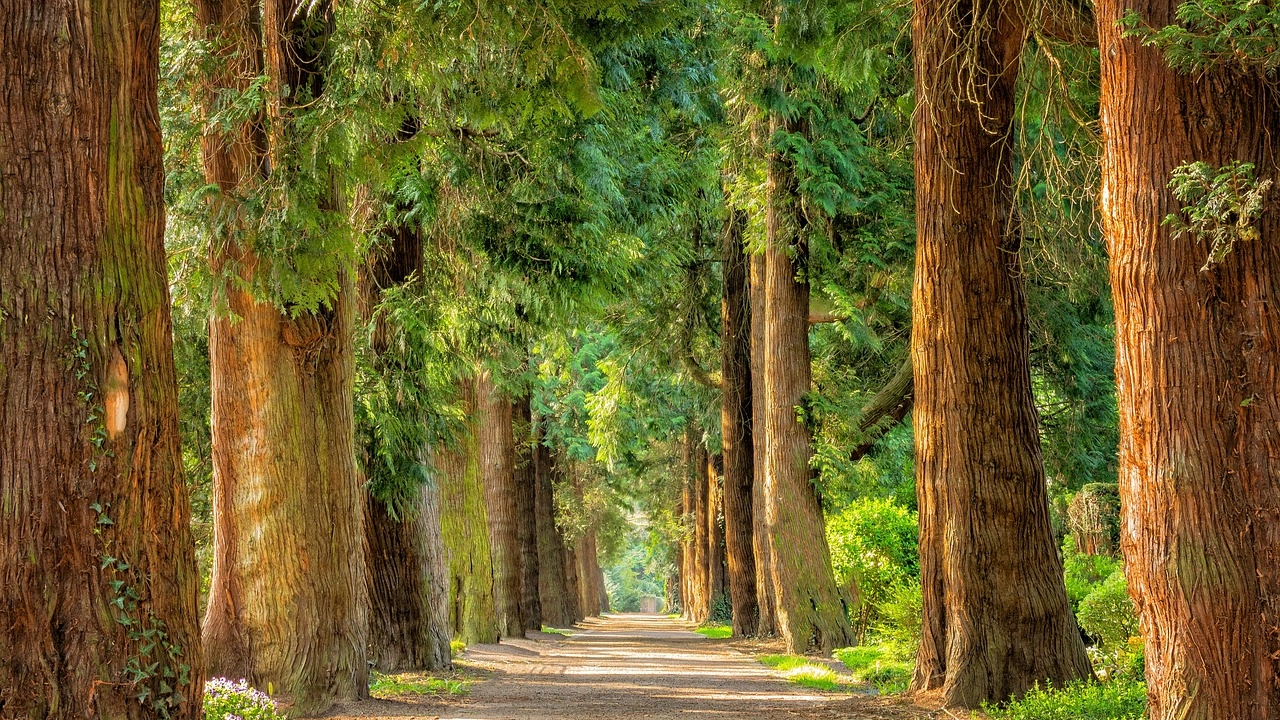 Община Сливен вече разполага с модерна цифрова паспортизация на дърветата