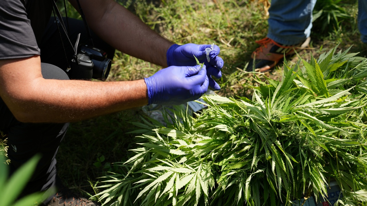 Криминалисти от Бургас спряха нелегален трафик на марихуана в най-големия