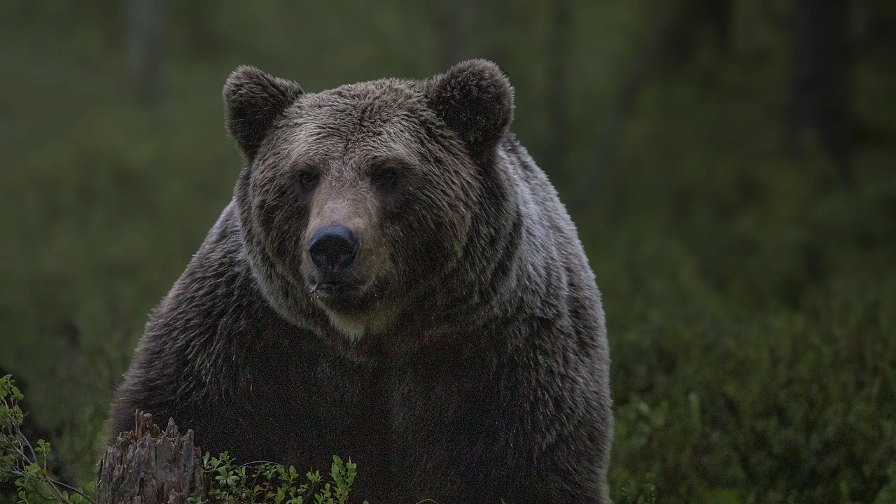Всички кафяви мечки в Национален парк Рила спят зимен сън