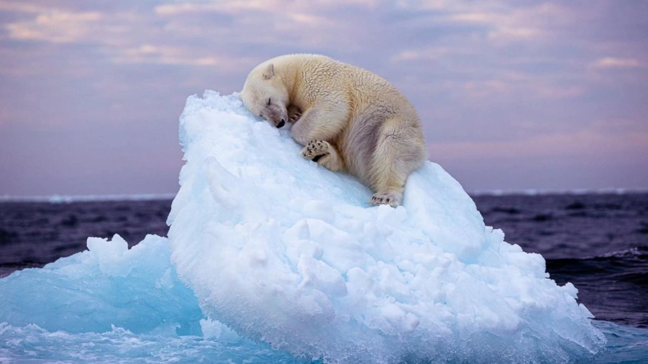 Снимка изобразяваща как полярна мечка си подремва сладко върху парче