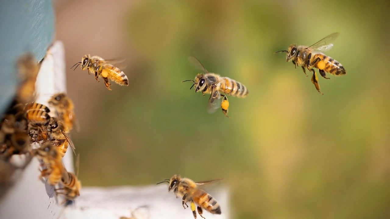 Пчеларството ще е в основата на бъдещото побратимяване на Плевен