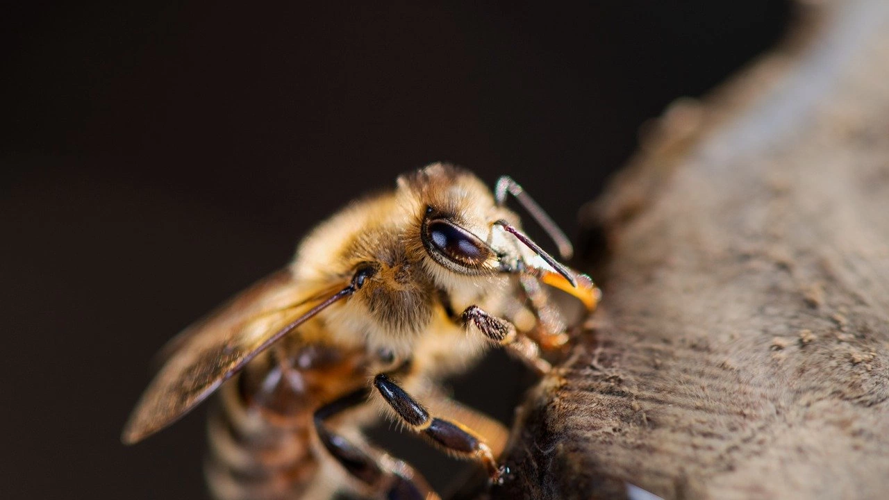 Пчели излитат от кошерите през зимните месеци подлъгани от необичайно