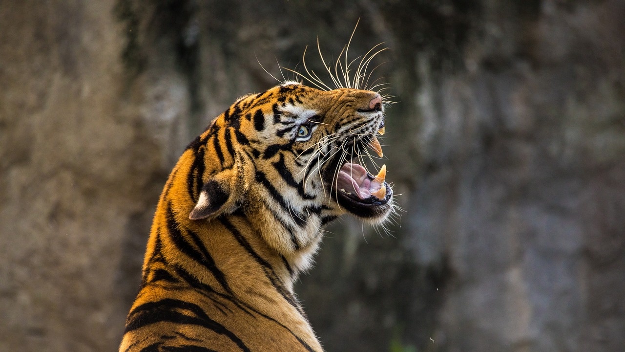 Турска болница ще изготви протеза за тигър в зоопарка във Варна, чийто крайник е ампутиран