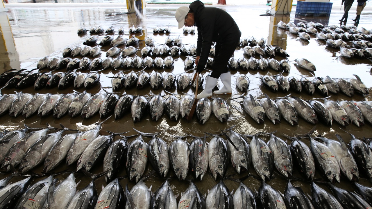Съдържанието на живак остава постоянно в рибата тон