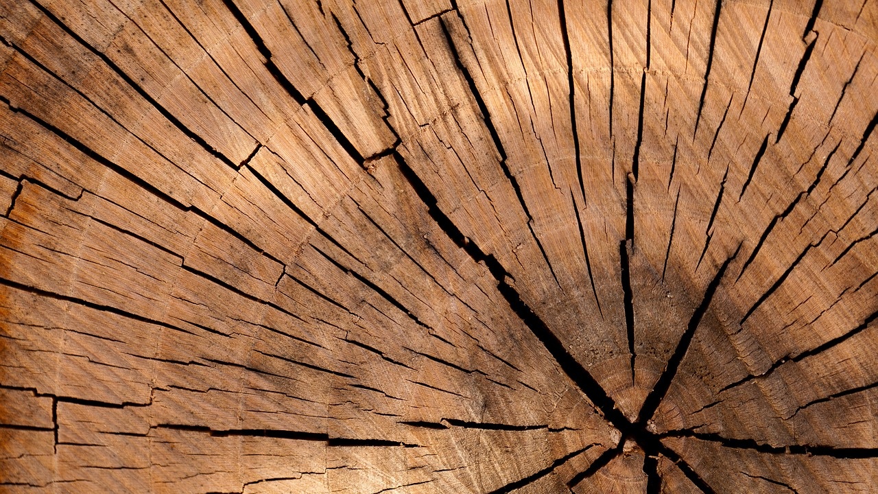 Поредните случаи на нерегламентирано съхраняване и/или добиване на дървесина са установени