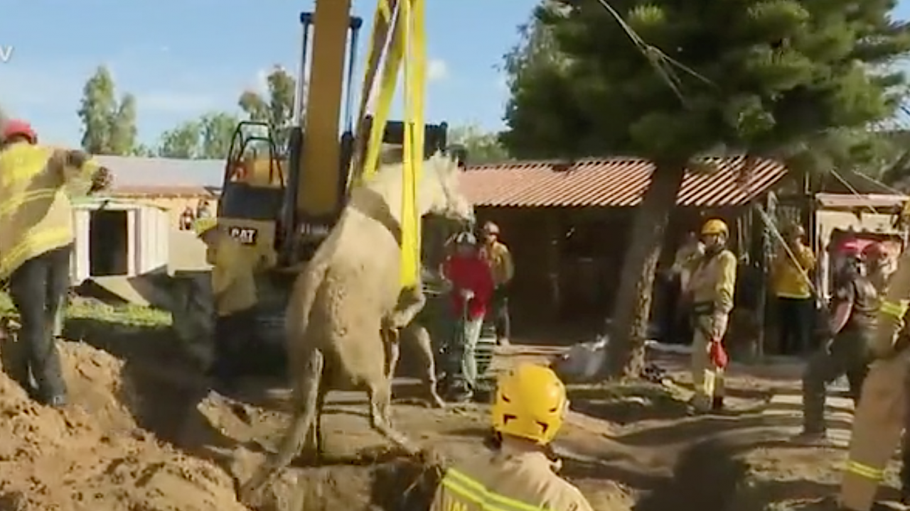 Спасиха 500-килограмов кон, паднал в яма