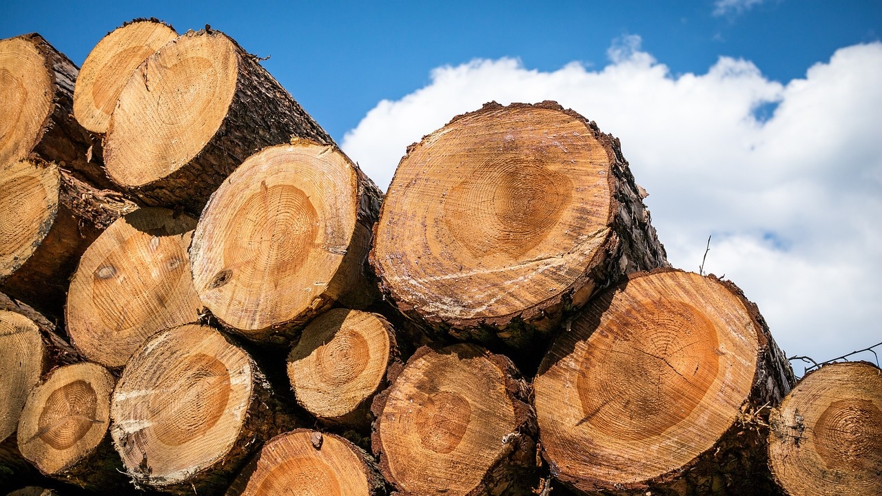 Четирима мъже, които режели без позволение дърва в гора в