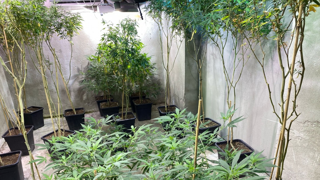 ГДБОП разкри високотехнологична оранжерия за марихуана в столицата, има задържан