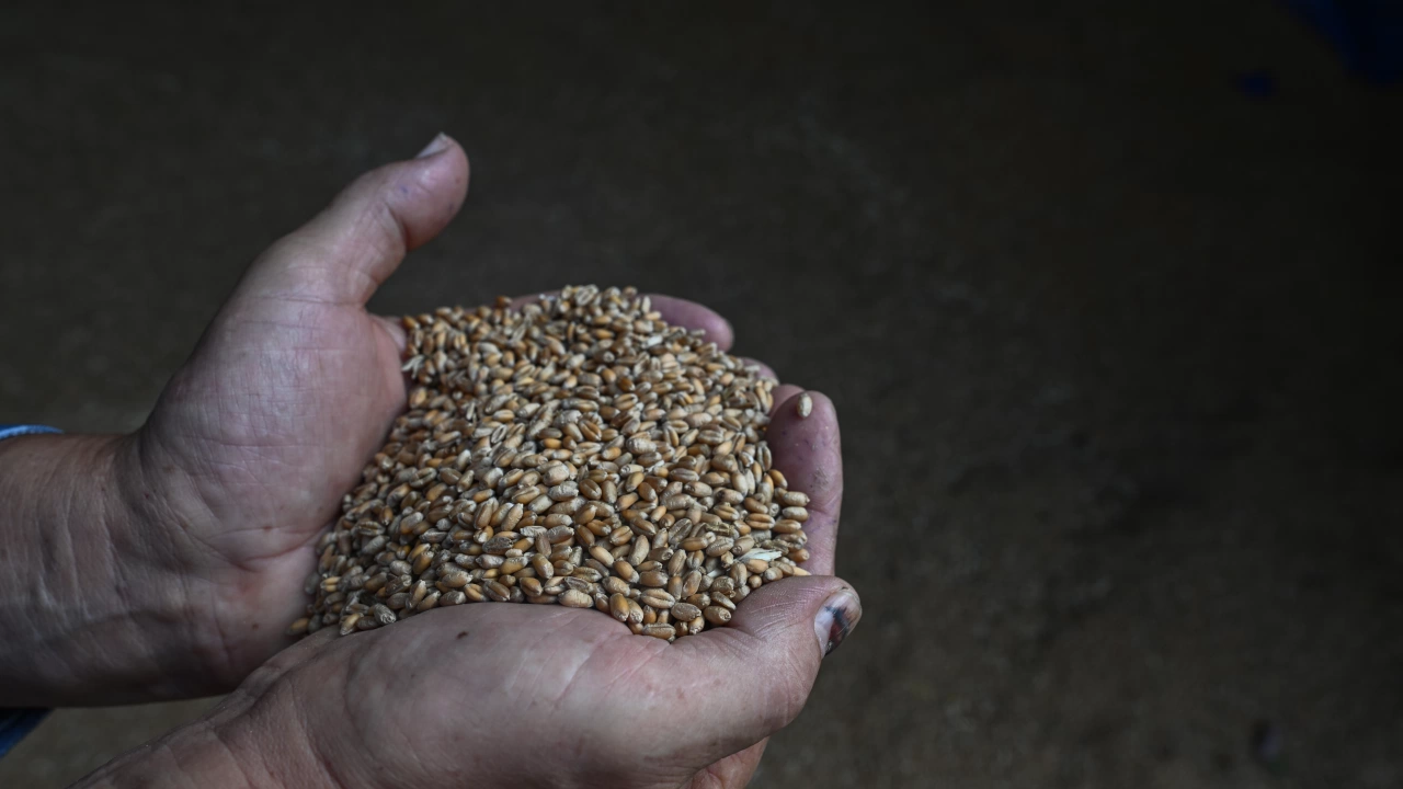Цените на повечето от основните зърнени стоки по световните борсови