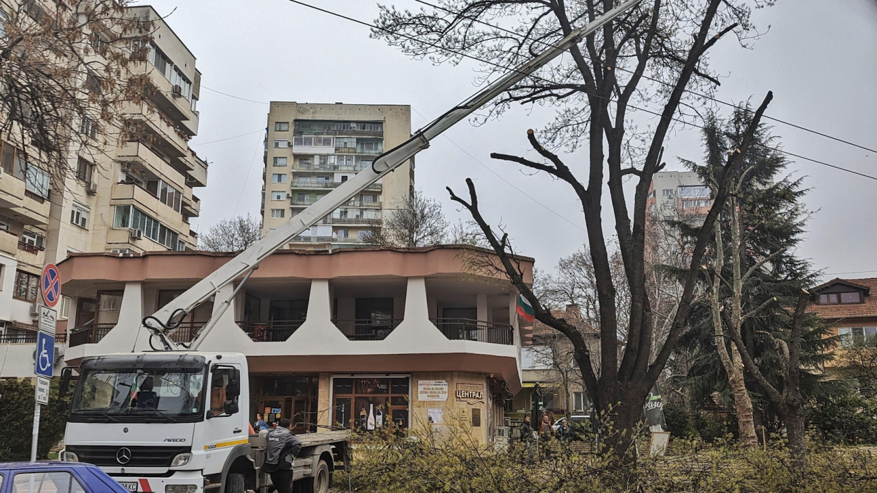 Паднали клони задръстиха централен булевард в Плевен