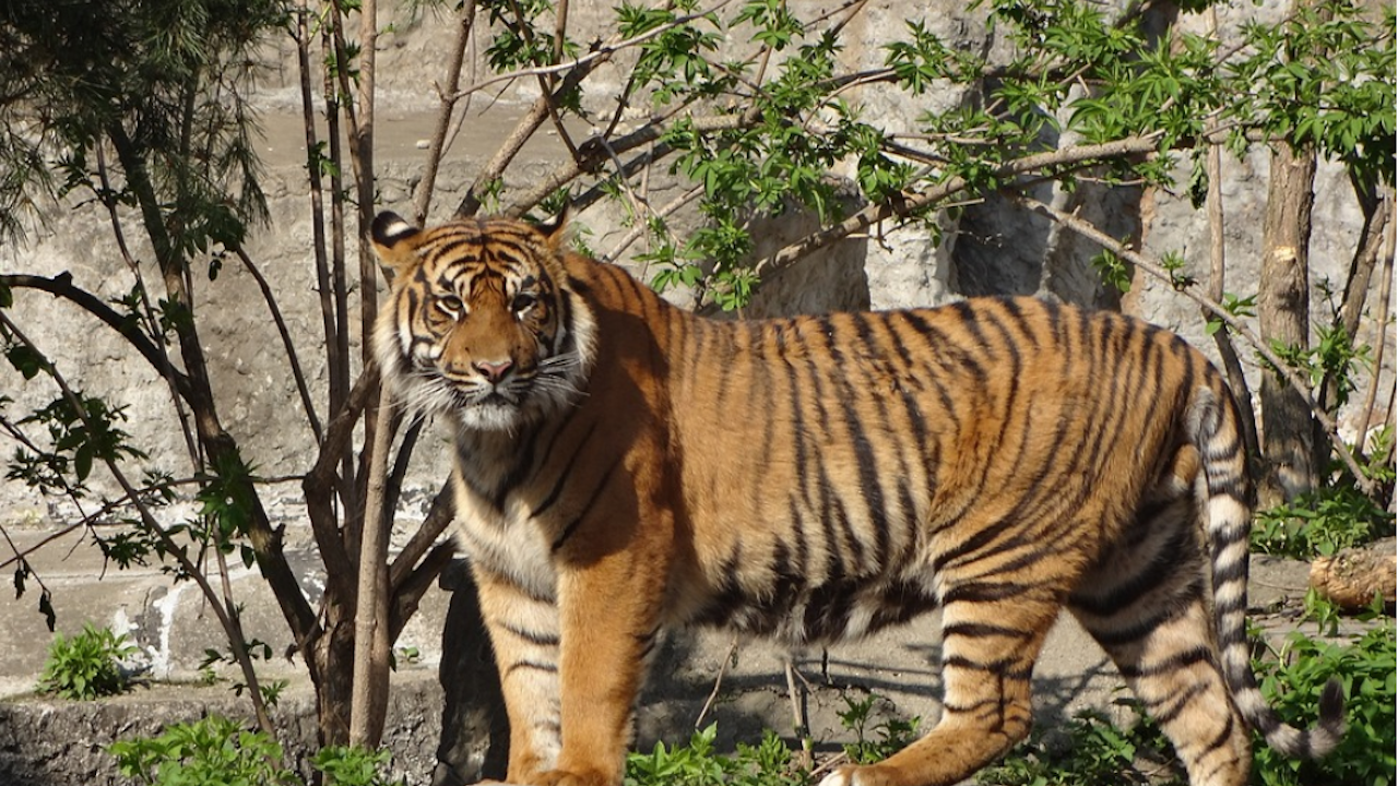 Индонезия търси доказателства дали яванският тигър все още съществува в дивата природа