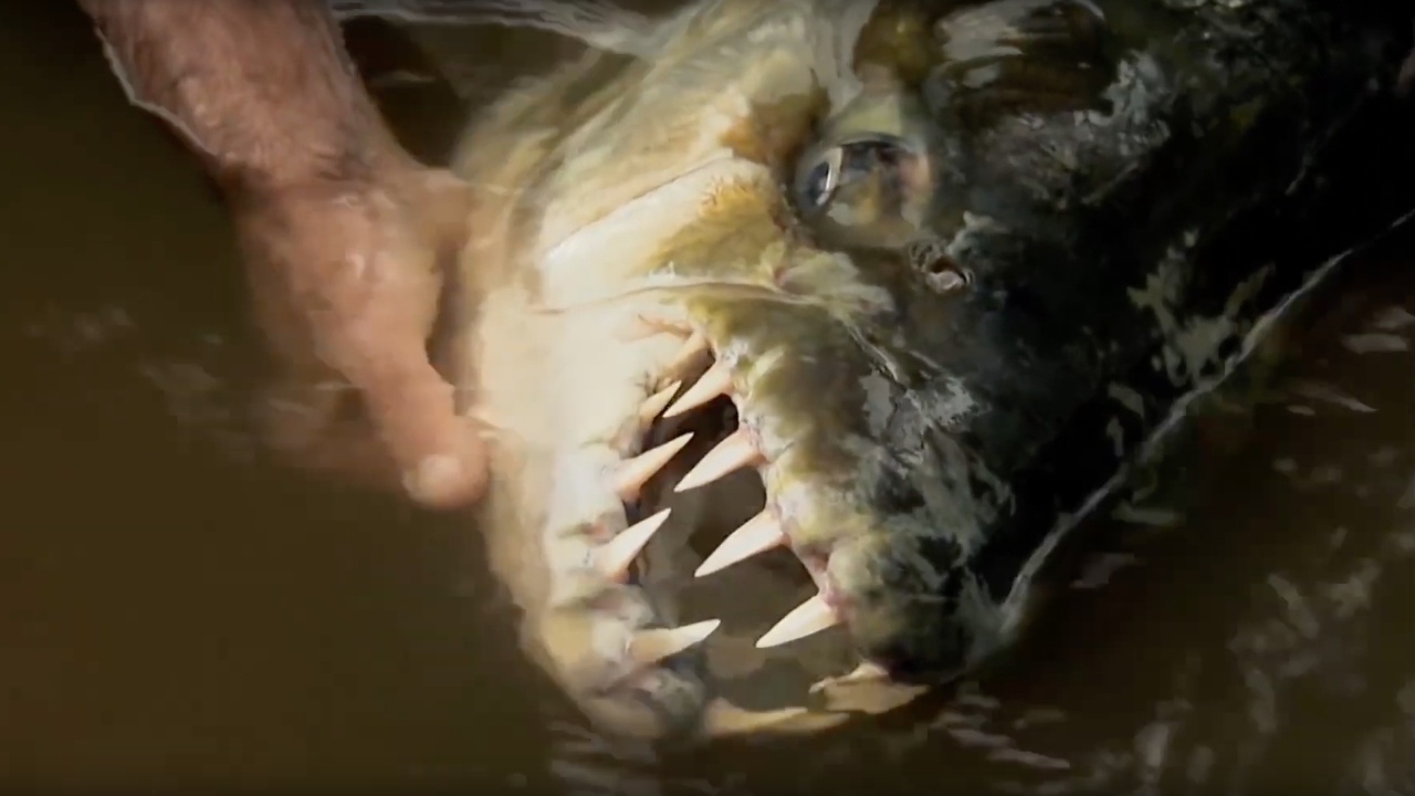 Не е пиранята: Ето коя е най-опасната риба в света