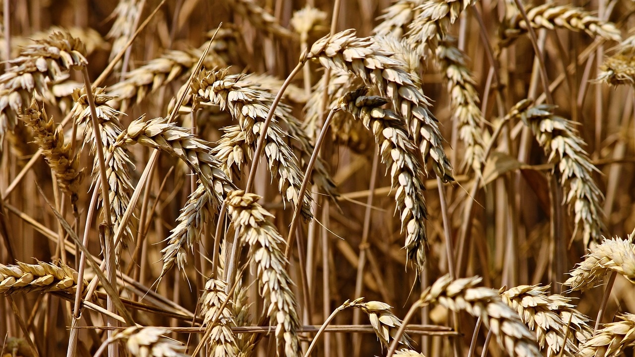 Турция се очертава като вторият по големина износител на твърда пшеница в света през стопанската 2023/24 г.
