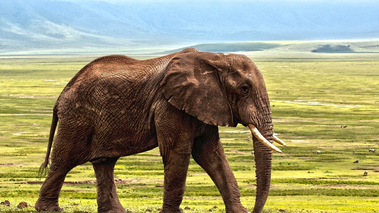 Слон уби туристка по време на сафари