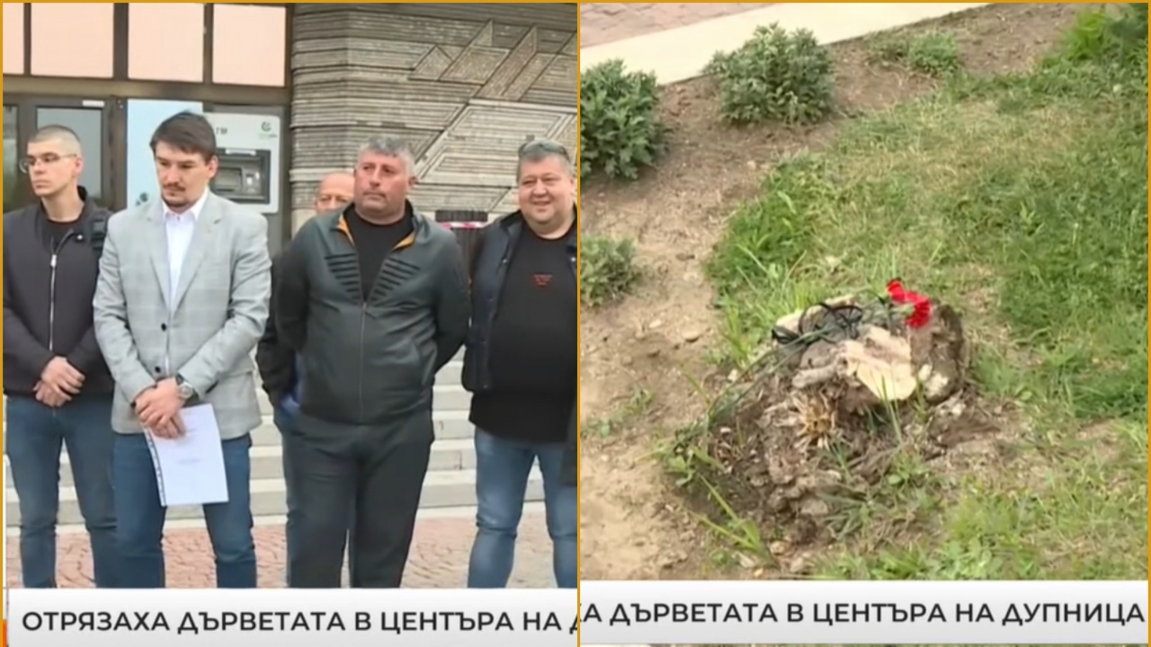 Кметът на Дупница изсякъл здрави дървета в центъра, за да посади... цветя