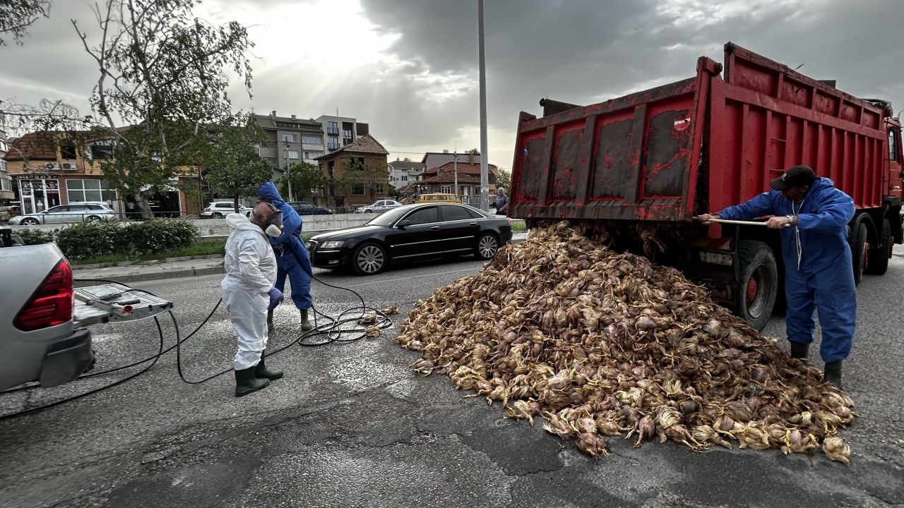 Камион изсипа умъртвени пилета от ферма с птичи грип в Хасково