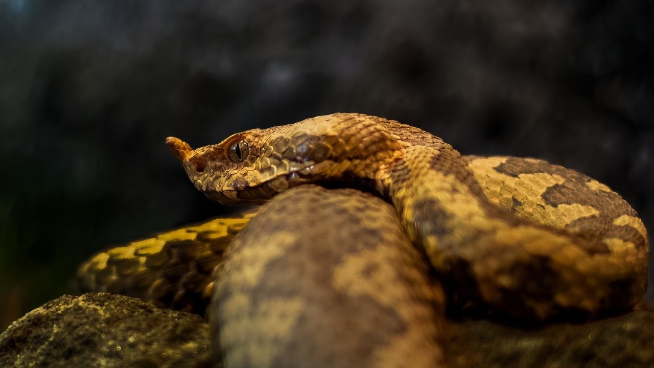 Огромна змия пропълзя в жилищен блок и ухапа директора на градския зоопарк