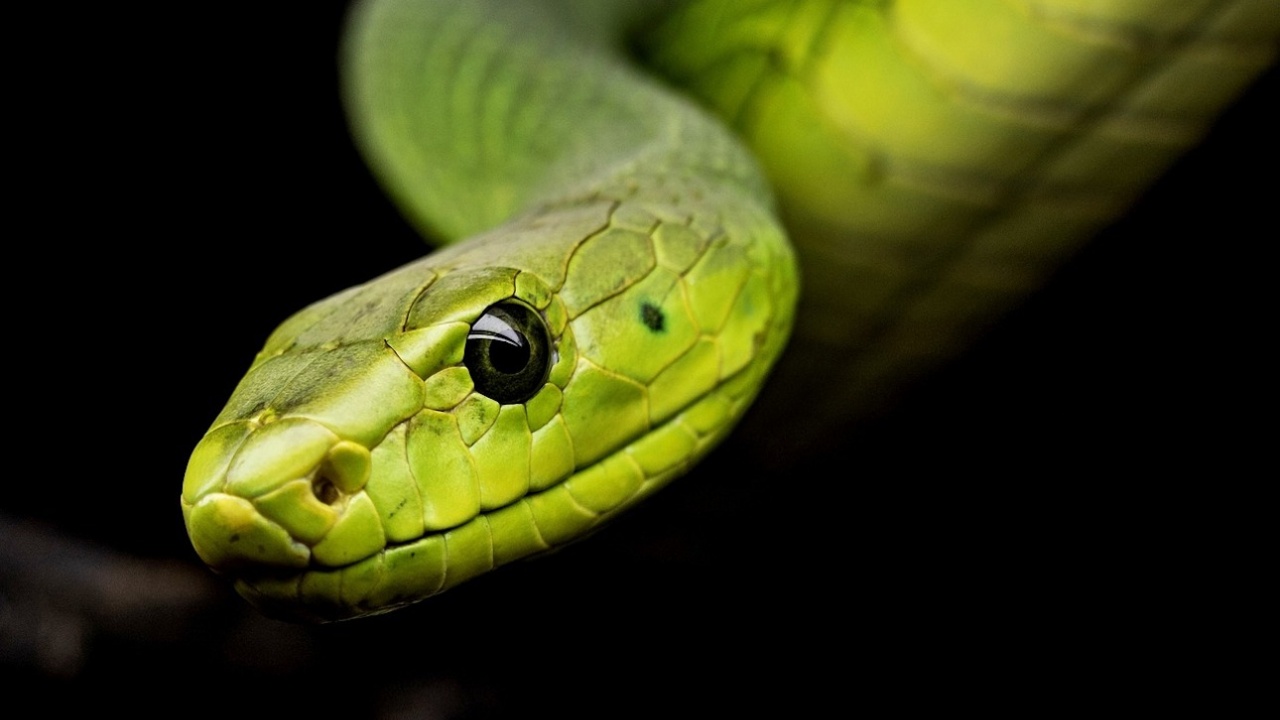 Какви змии са жените от всяка зодия?