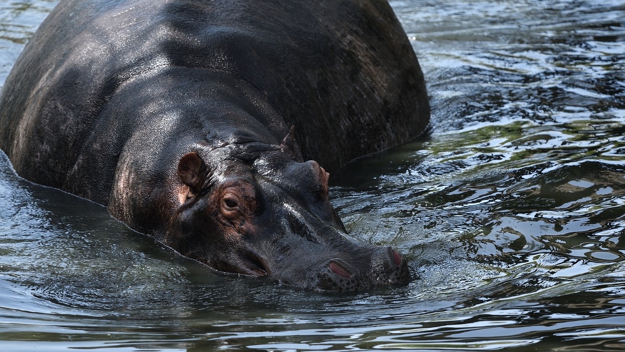 Женски хипопотам в зоопарка в Осака е бил смятан за мъжки в продължение на 12 години