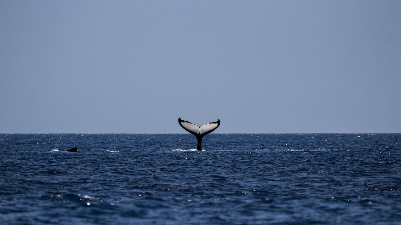 Над 100 кита заседнаха на плаж в Австралия