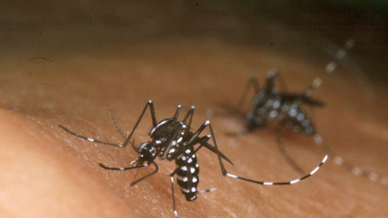 Маларията продължава да бъде бич за човечеството