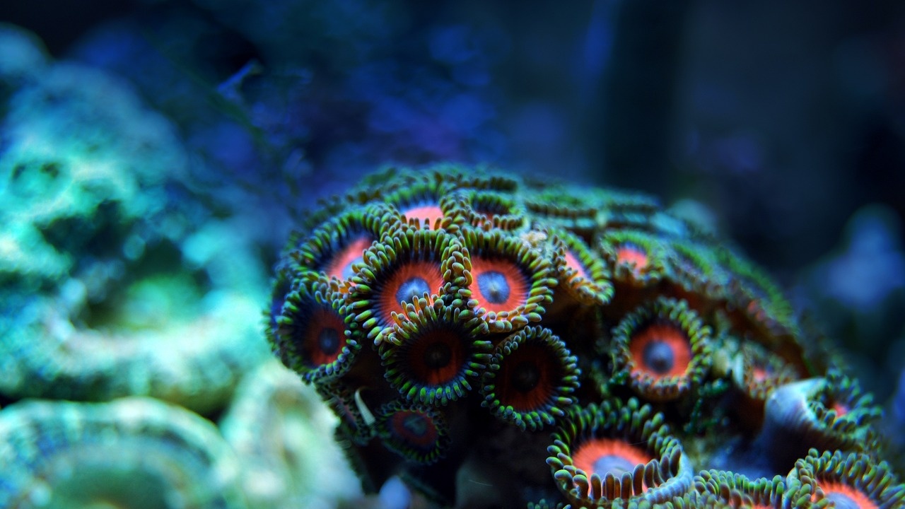 Изкуствено отгледани корали бяха прехвърлени успешно в резерват в Нидерландия