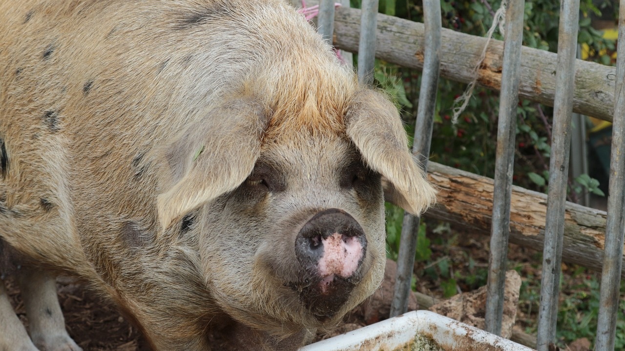 Умъртвиха 11 500 свине в Румъния заради африканска чума