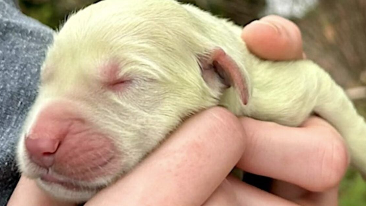 Роди се кученце с цвят лайм