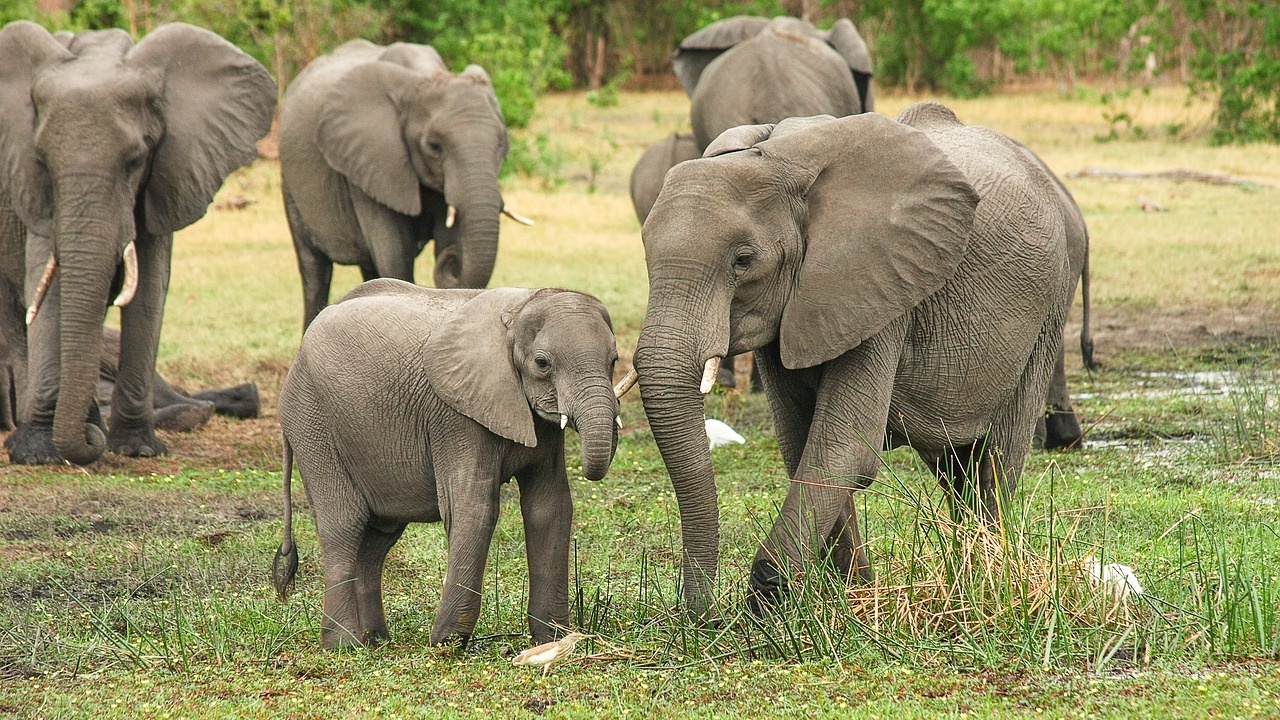 Слоновете се поздравяват по много начини