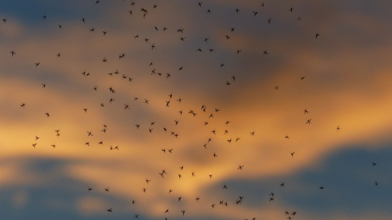 И Гърция започва борба с комарите