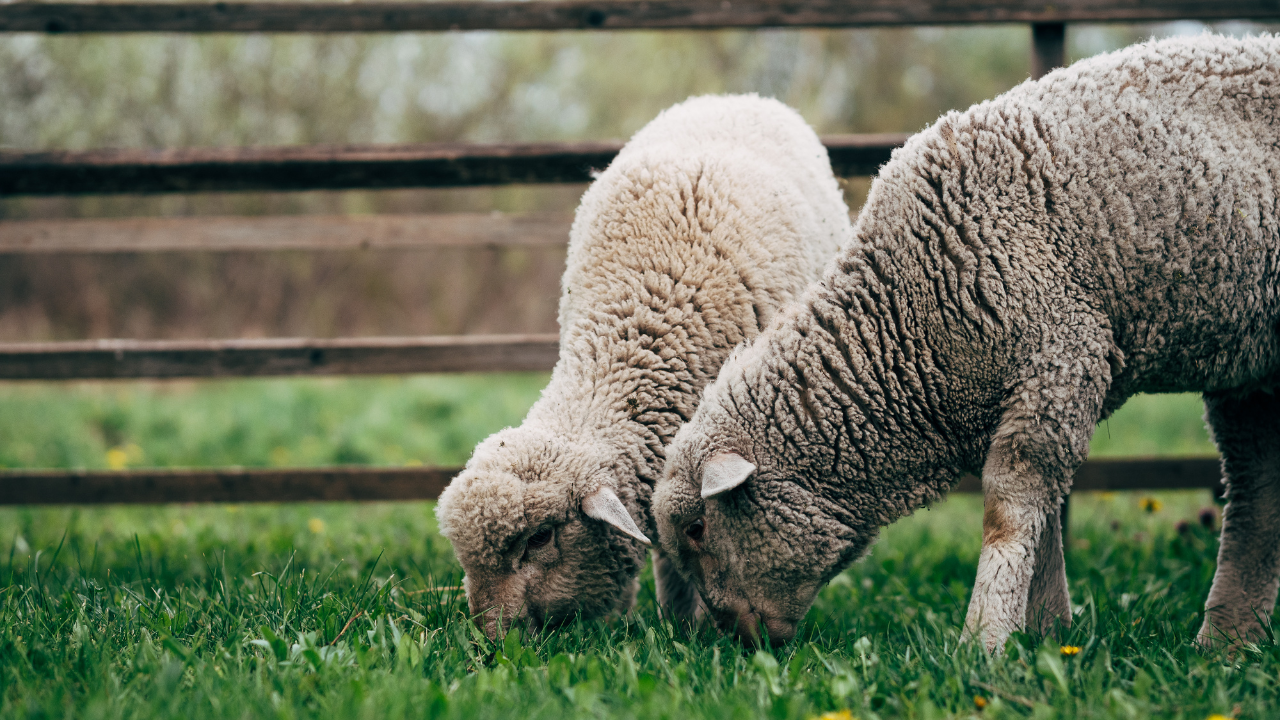 България в топ 3 в Европа по финансово подпомагане на овцевъдството