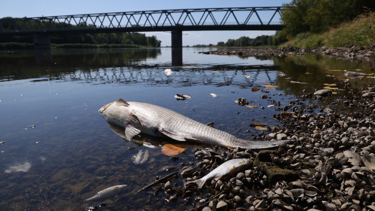Отровно водорасло отново причини масов мор по рибата в полския участък на река Одер