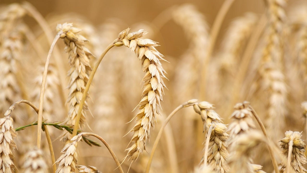 Руската житна реколта тази година ще се свие сериозно, според прогнози на руска консултантска компания
