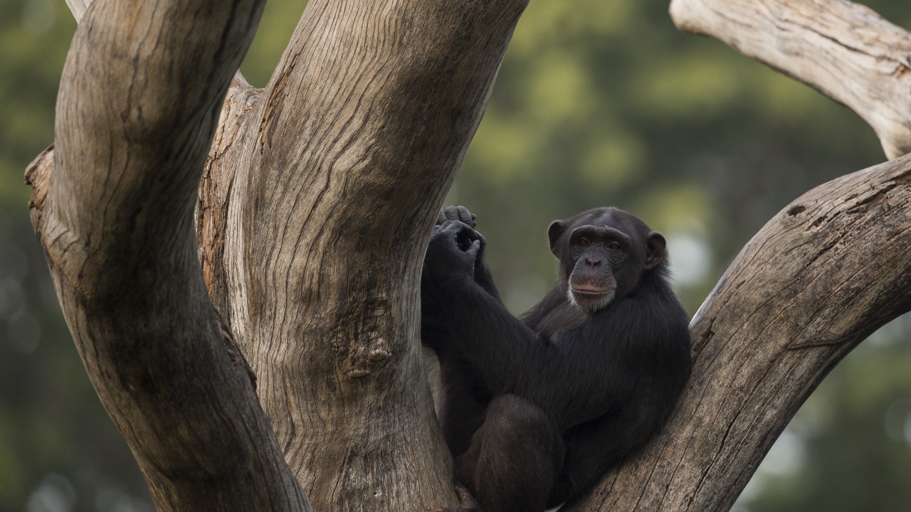 Шимпанзе отказва да се раздели с мъртвото си бебе в испански зоопарк