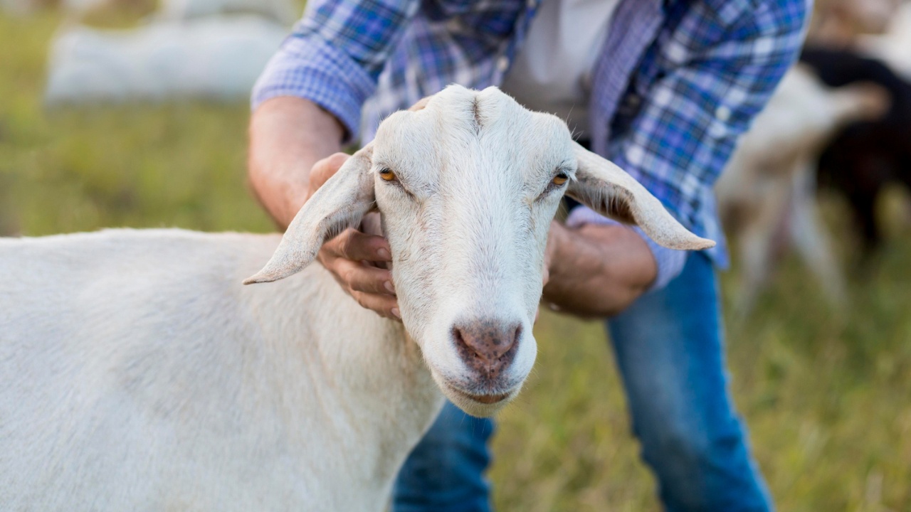 Спипаха чистач да задоволява нагона си с коза във ветеринарна клиника