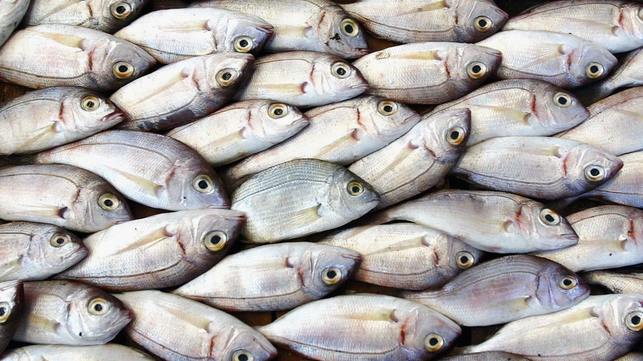 Консумацията на цели малки риби може да удължи продължителността на живота