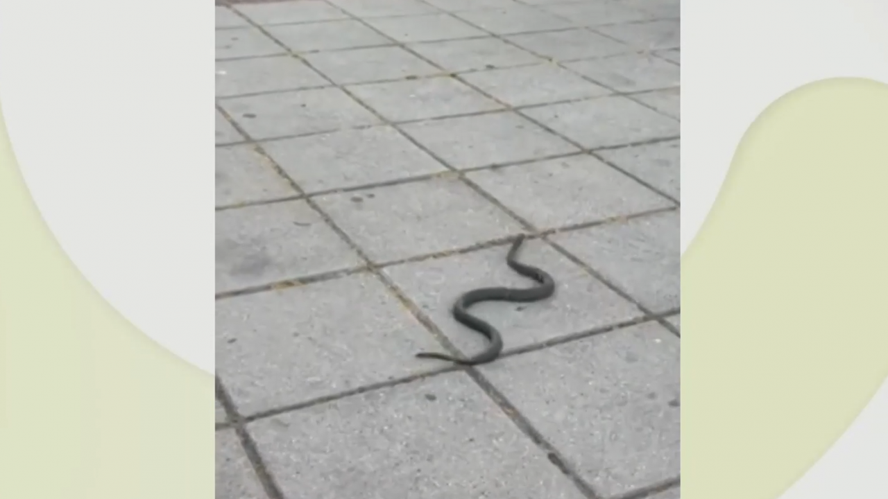 Нашествие на змии в Кюстендилско