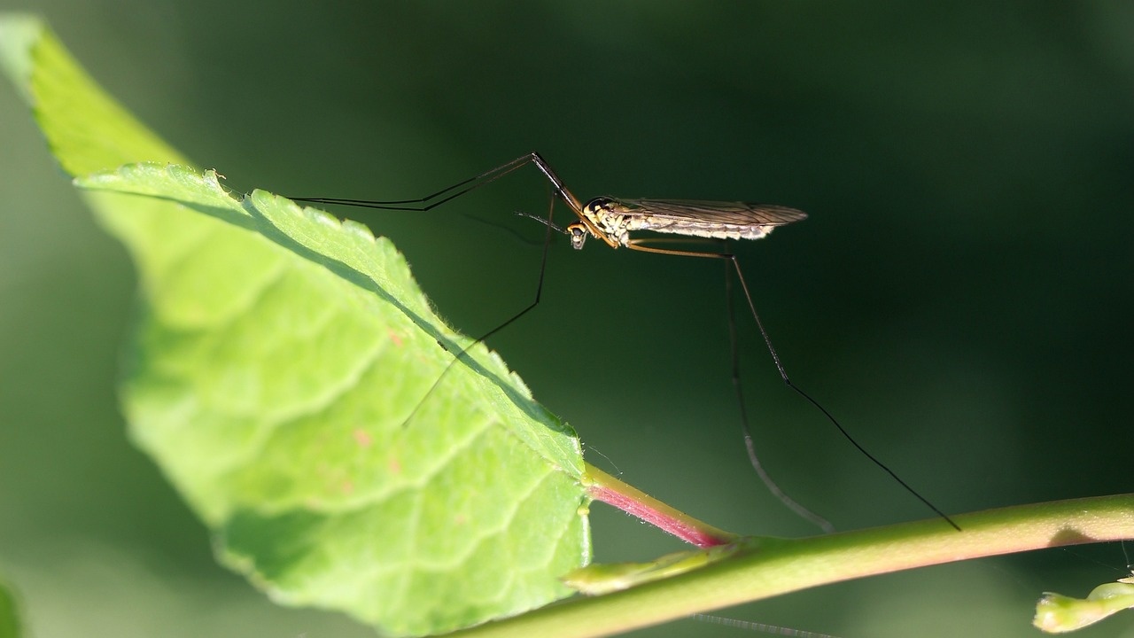 Днес започват следващите обработки срещу комари и бълхи на обществените тревни площи в Столична община