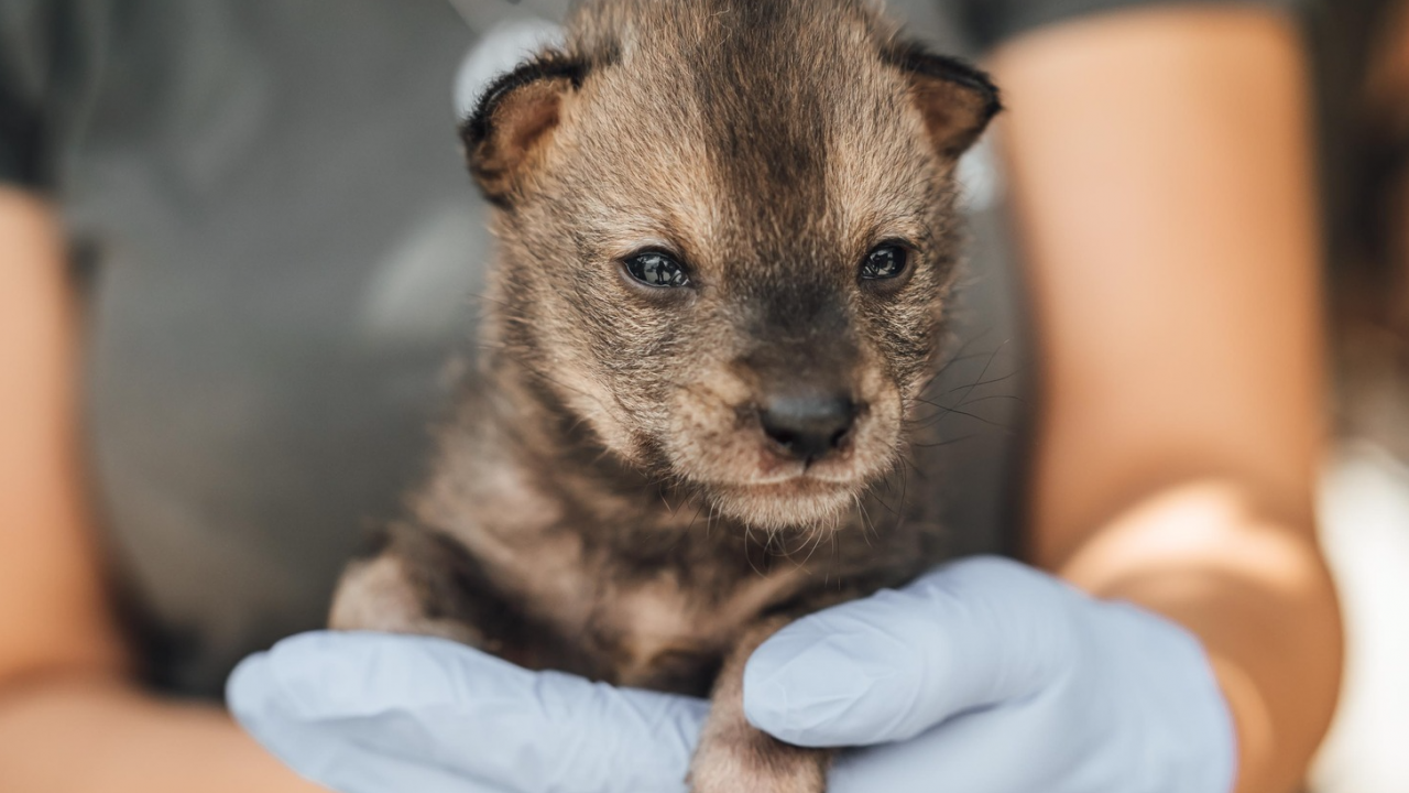 В „Animal Rescue Sofia” се грижат за бебета чакали, открити от домашно куче