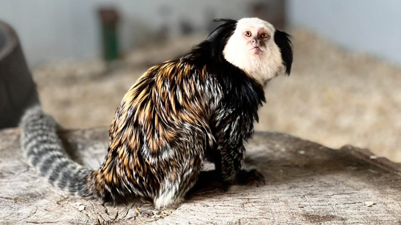 Семейство мармозетки са най-новите обитатели на зоопарка в Бургас