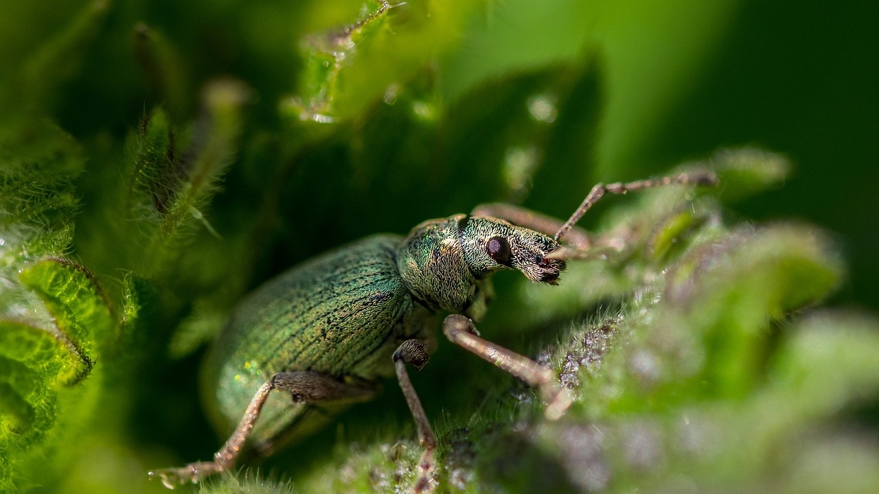 Учени поставят миниатюрни "раници" на редки бръмбари, за да изследват движенията им