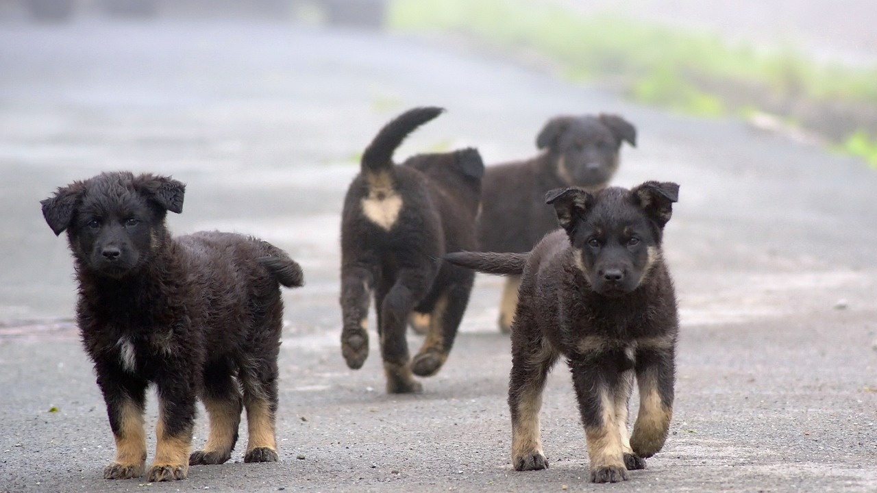 Около 4 000 кучета са осиновени за година, повечето са изведени в чужбина