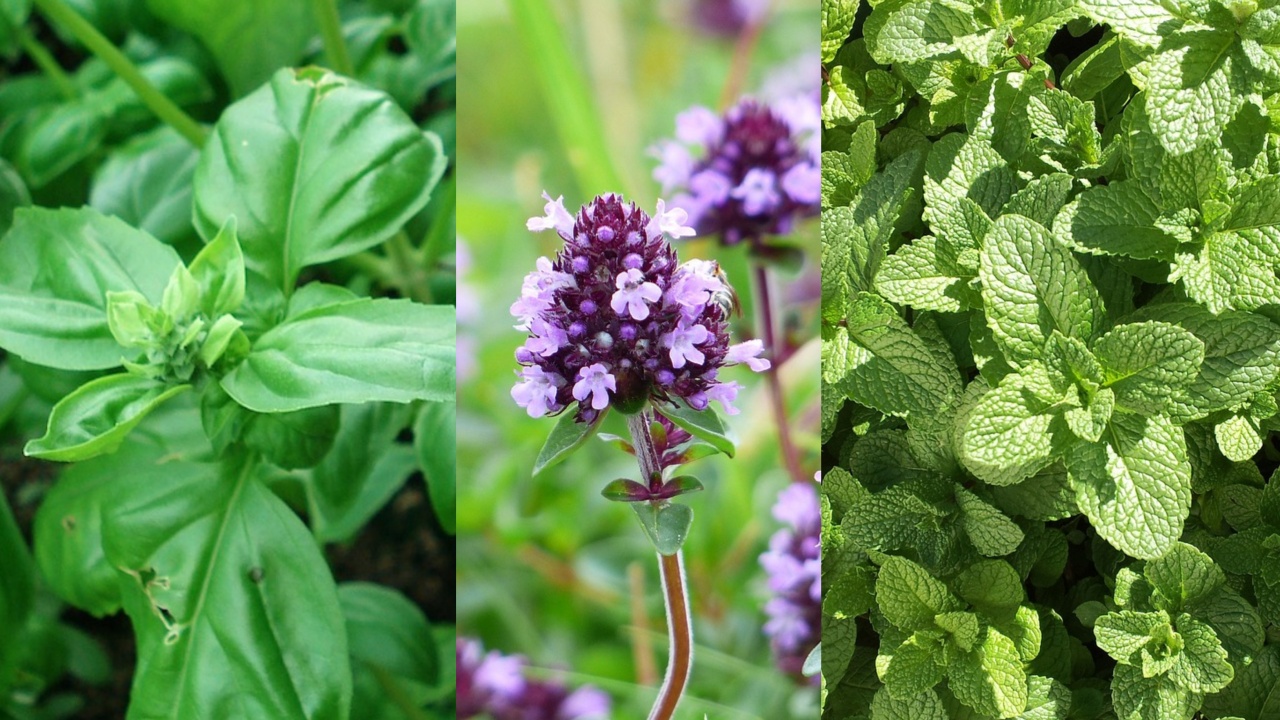 В градината: кои са най-лесните за отглеждане билки?