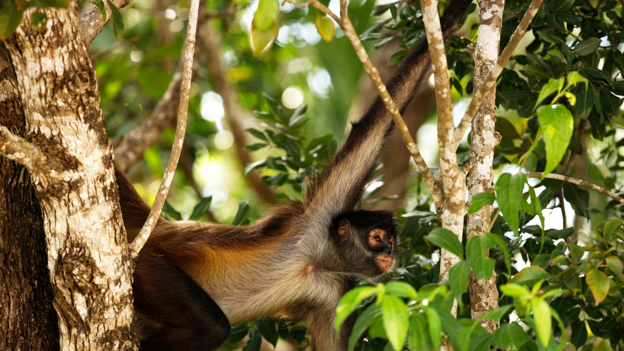 Над 200 маймуни са загинали от горещините в един щат на Мексико