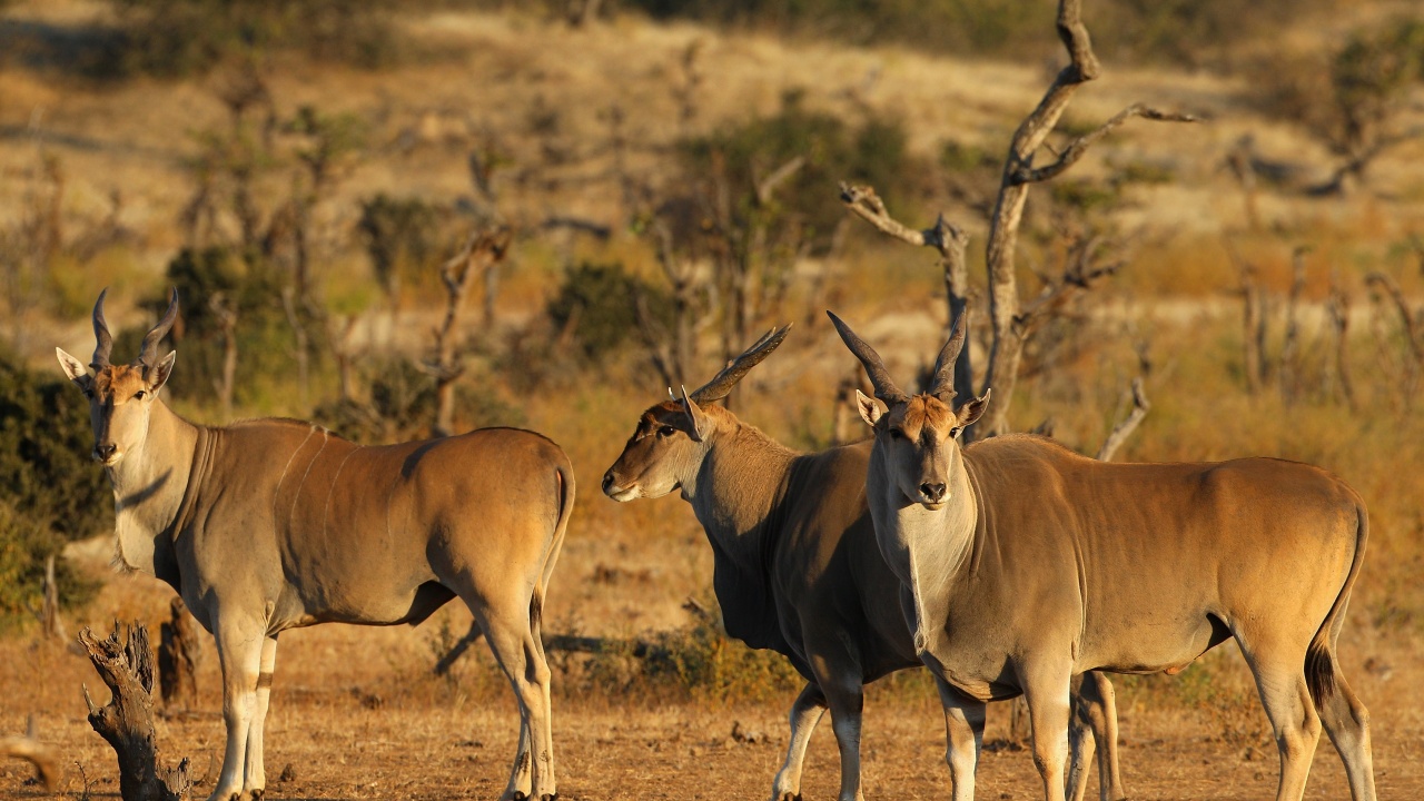 Милиони антилопи мигрират в Южен Судан и Етиопия