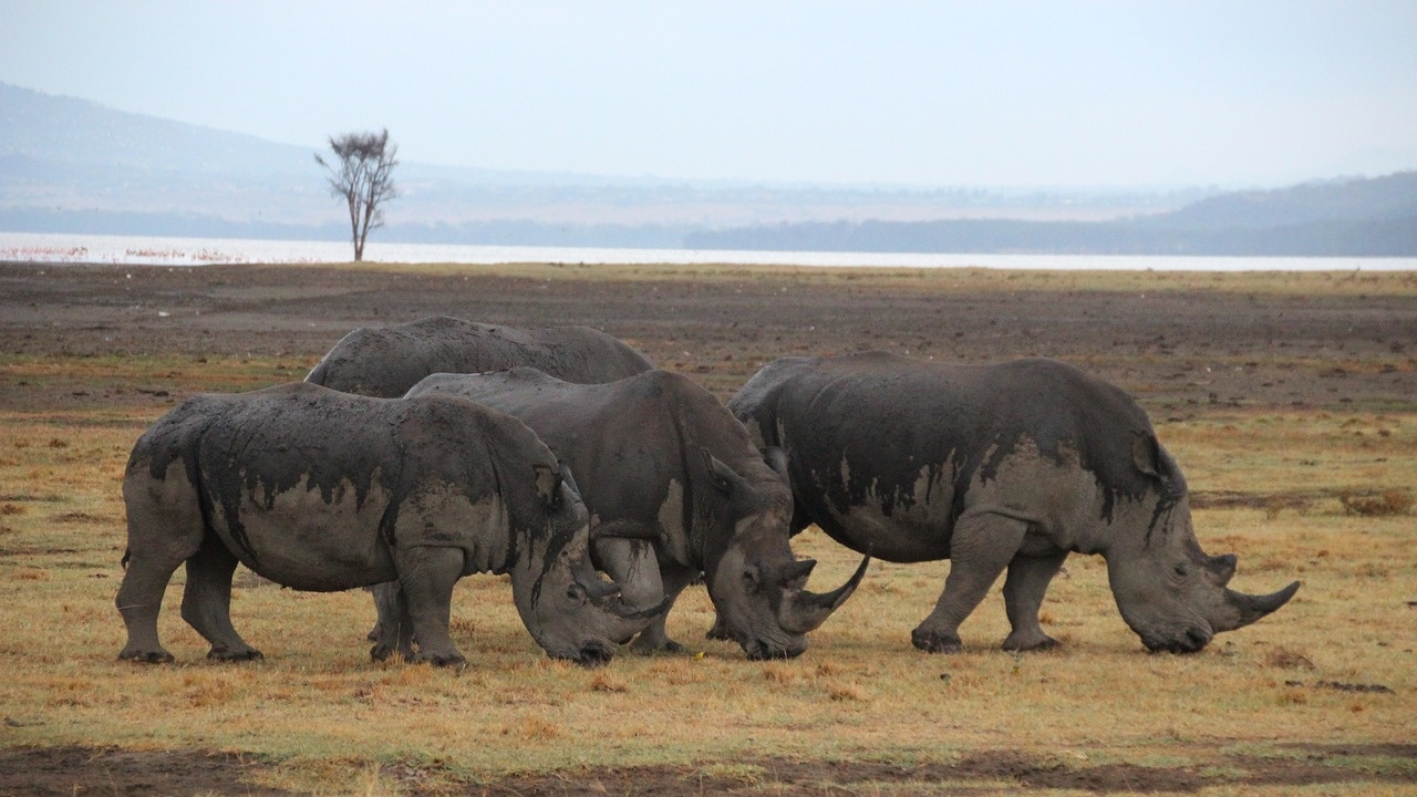 В Южна Африка започват да инжектират радиоактивни материали в рогата на носорози, за да спрат бракониерите