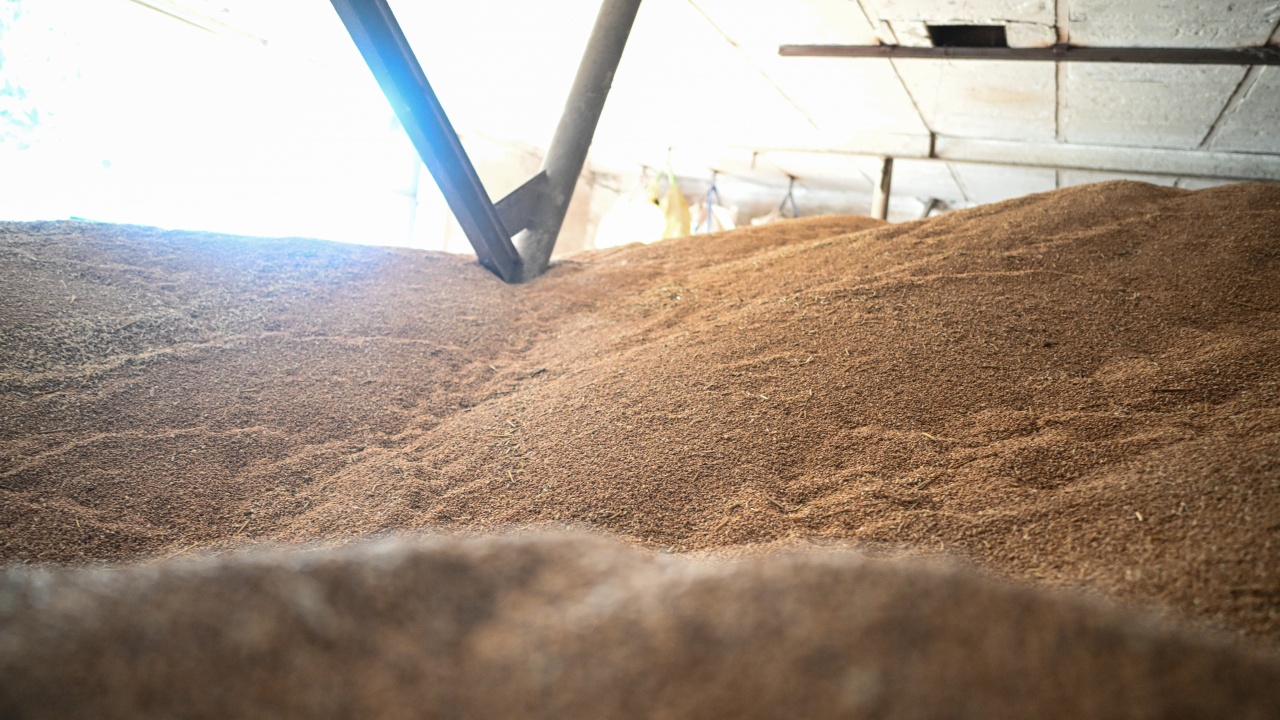 Египет купува 470 000 тона пшеница от България, Украйна, Румъния и Русия