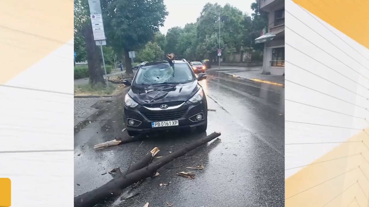 Дърво падна върху движещ се автомобил в Пловдив