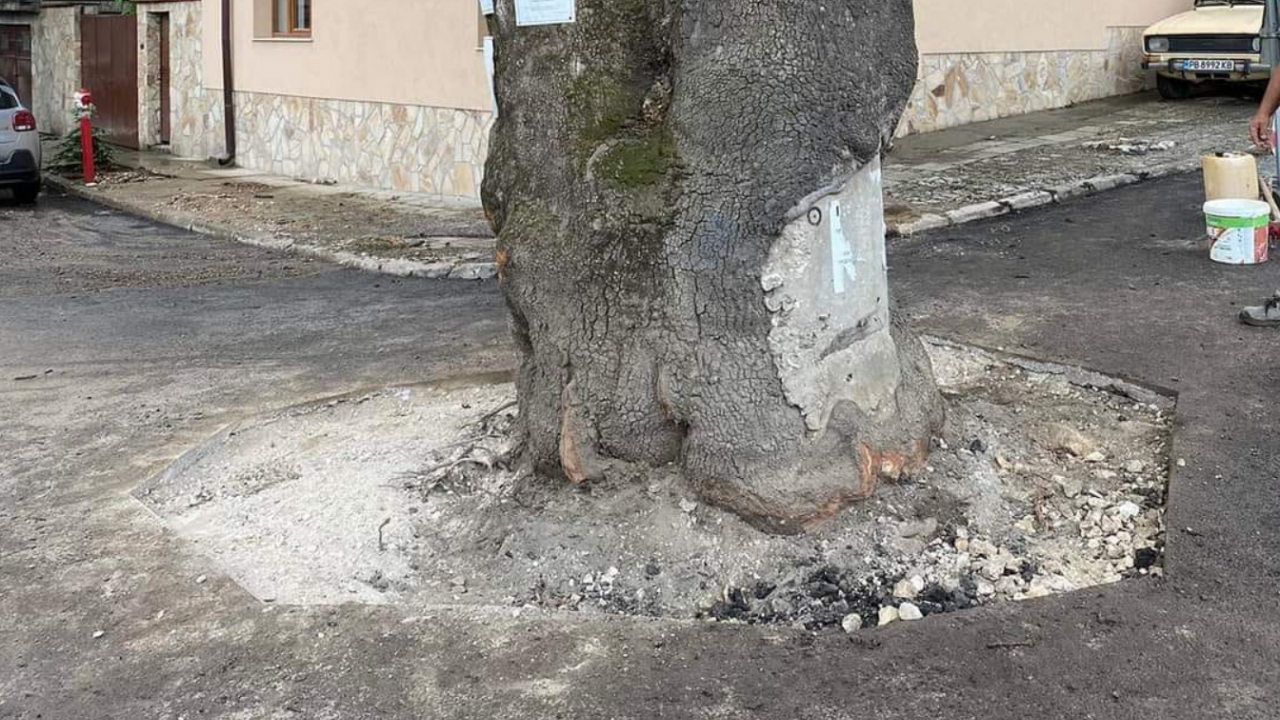 Отново на свобода: Премахнаха асфалта около вековния чинар в Белащица